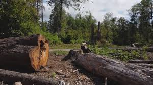 Best Storm Damage Tree Cleanup  in Millwood, WA