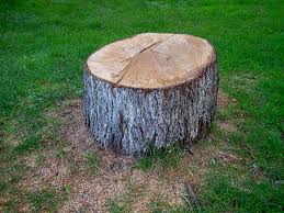Best Tree Trimming and Pruning  in Millwood, WA