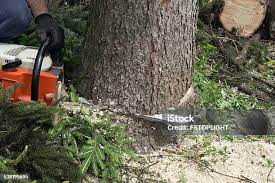 Best Emergency Tree Removal  in Millwood, WA