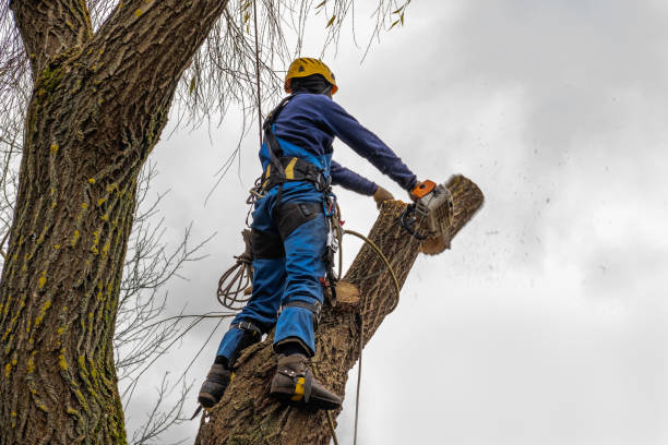Best Arborist Consultation Services  in Millwood, WA