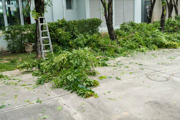 Best Stump Grinding and Removal  in Millwood, WA
