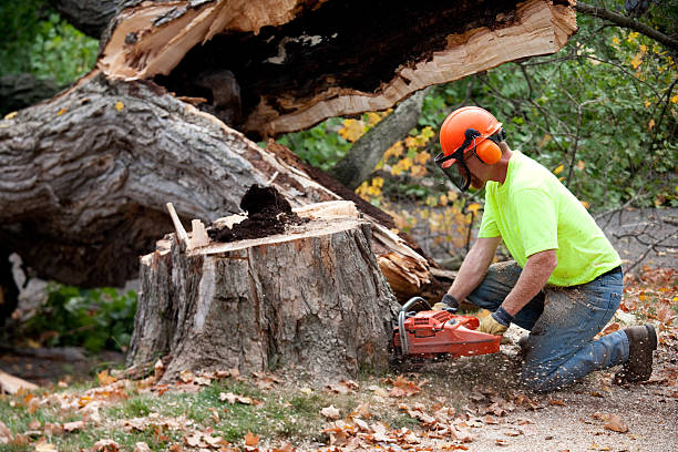 Best Pest Control for Lawns  in Millwood, WA