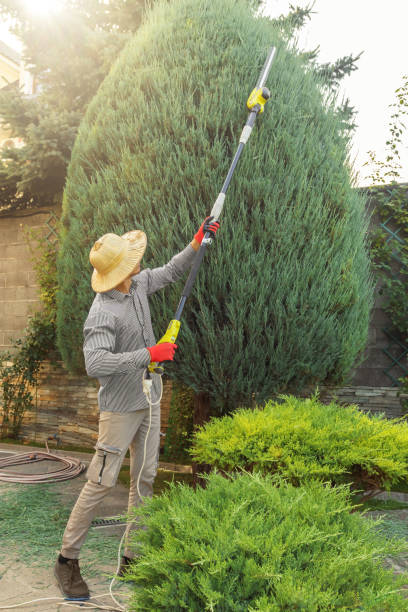 Reliable Millwood, WA Tree Services Solutions