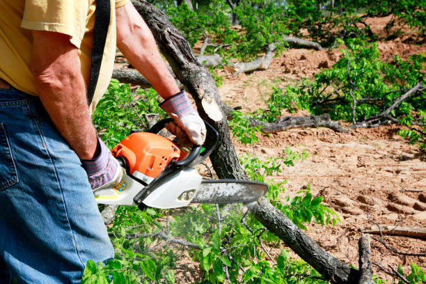 How Our Tree Care Process Works  in  Millwood, WA